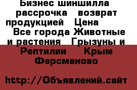 Бизнес шиншилла, рассрочка - возврат продукцией › Цена ­ 4 500 - Все города Животные и растения » Грызуны и Рептилии   . Крым,Ферсманово